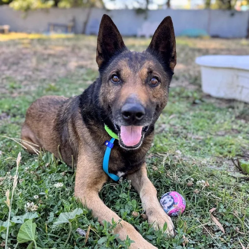 Ghirardelli thumbnail 5