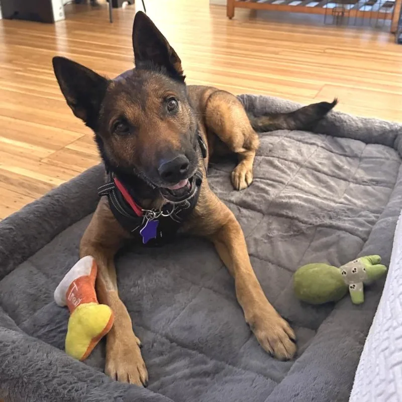 Ghirardelli thumbnail 6