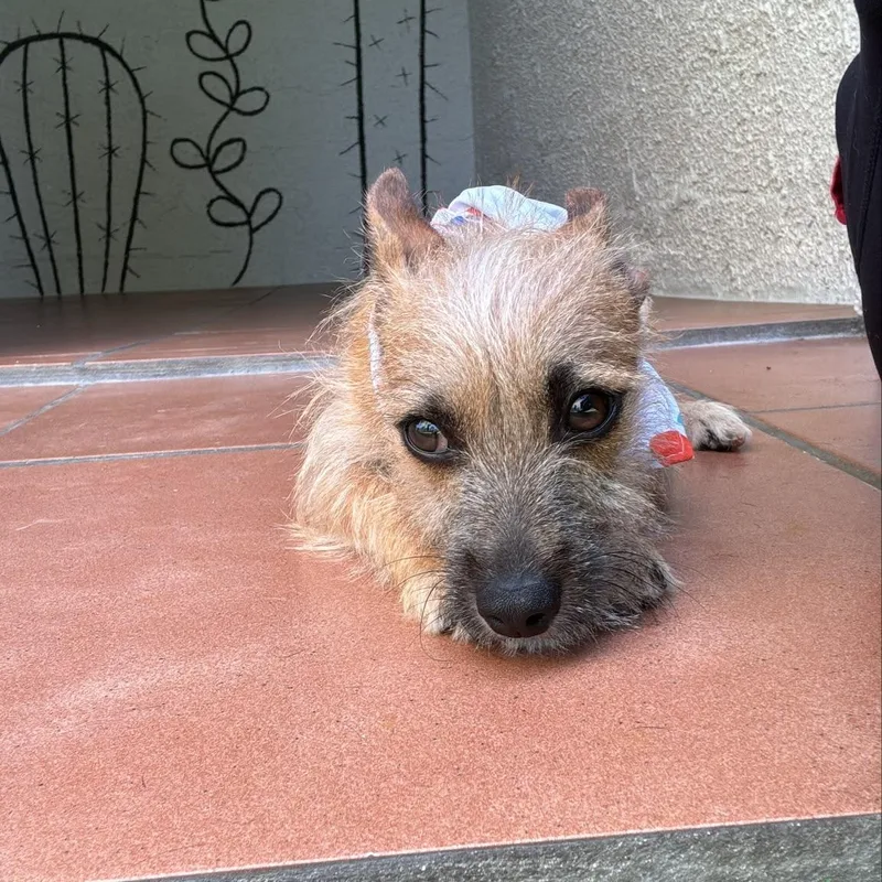 A young small-sized male Terrier dog named McNugget for adoption in Humacao, PR