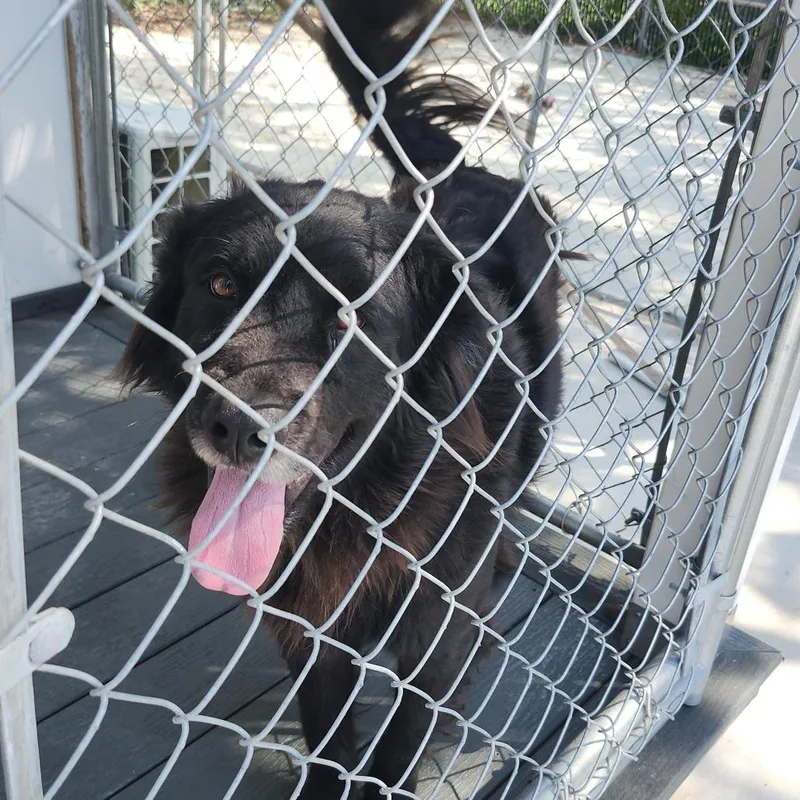 A young medium-sized male Black Shepherd dog named Smoke for adoption in Austin, TX