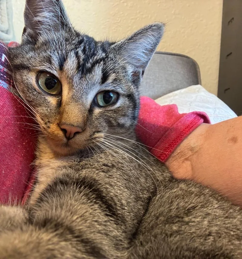 A baby medium-sized female Domestic Short Hair cat named Maxine for adoption in Noble, OK