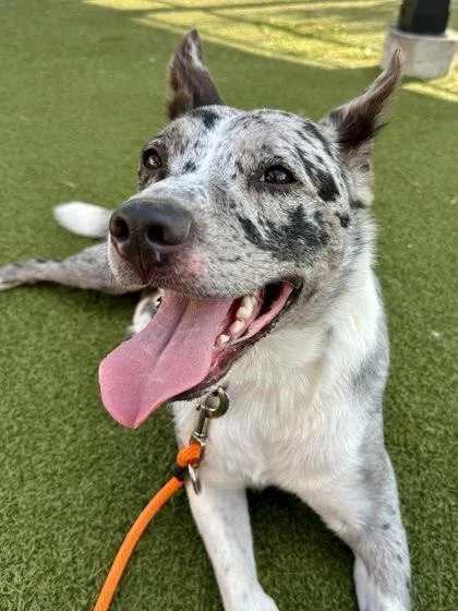 An adult large-sized male White / Cream Mixed Breed dog named Quinn for adoption in Wichita, KS