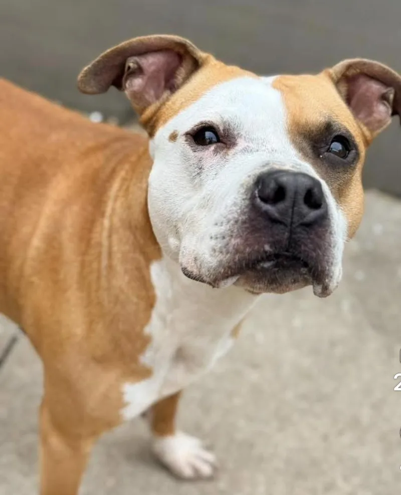 An adult medium-sized female Brown / Chocolate Pit Bull Terrier dog named Butterfinger for adoption in Chicago, IL