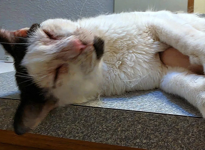 An adult medium-sized male Domestic Short Hair cat named MAVERICK Beauty is for adoption in Hillsboro, OR