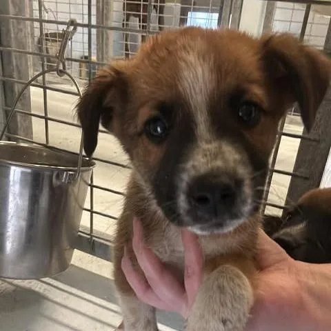 A baby medium-sized female Black Australian Cattle Dog / Blue Heeler dog named Myca for adoption in Bastrop, TX