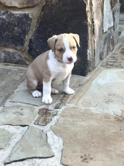 A baby small-sized male Shepherd dog named Rory for adoption in Cumming, GA