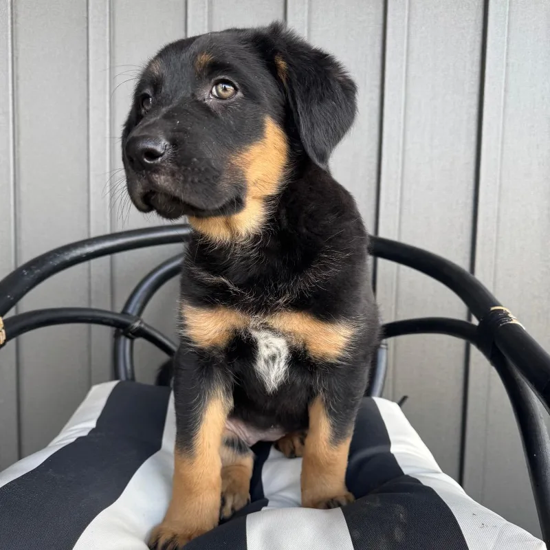 A baby small-sized female Black Rottweiler dog named Ceres for adoption in Crystal, MN