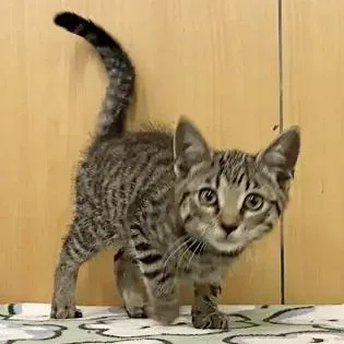 A young medium-sized female Brown / Chocolate Domestic Short Hair cat named Poppi for adoption in Saint Louis, MO