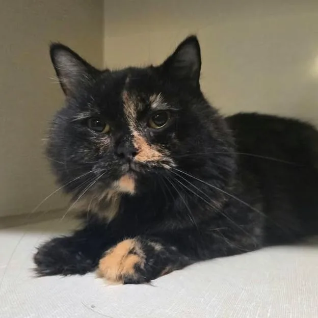 An adult small-sized female Black Domestic Long Hair cat named Sisu for adoption in Winthrop, ME