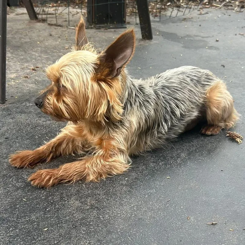 Bobby Joe thumbnail 2