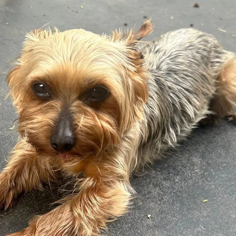 Bobby Joe thumbnail 3