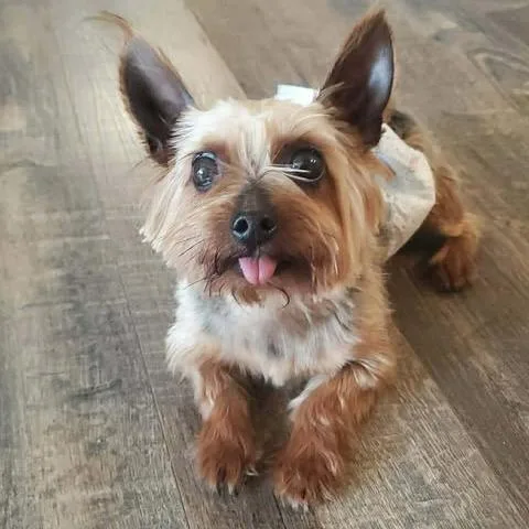 Bobby Joe thumbnail 5