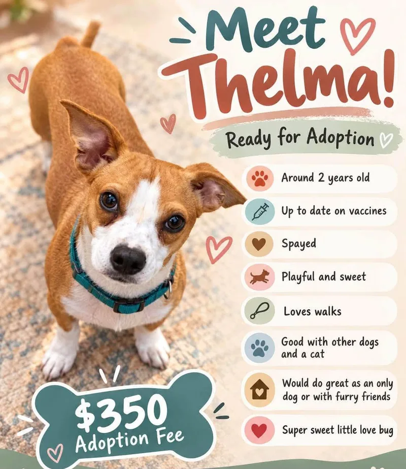 An adult small-sized female Brown / Chocolate Shih Tzu dog named Thelma for adoption in San Tan Valley, AZ