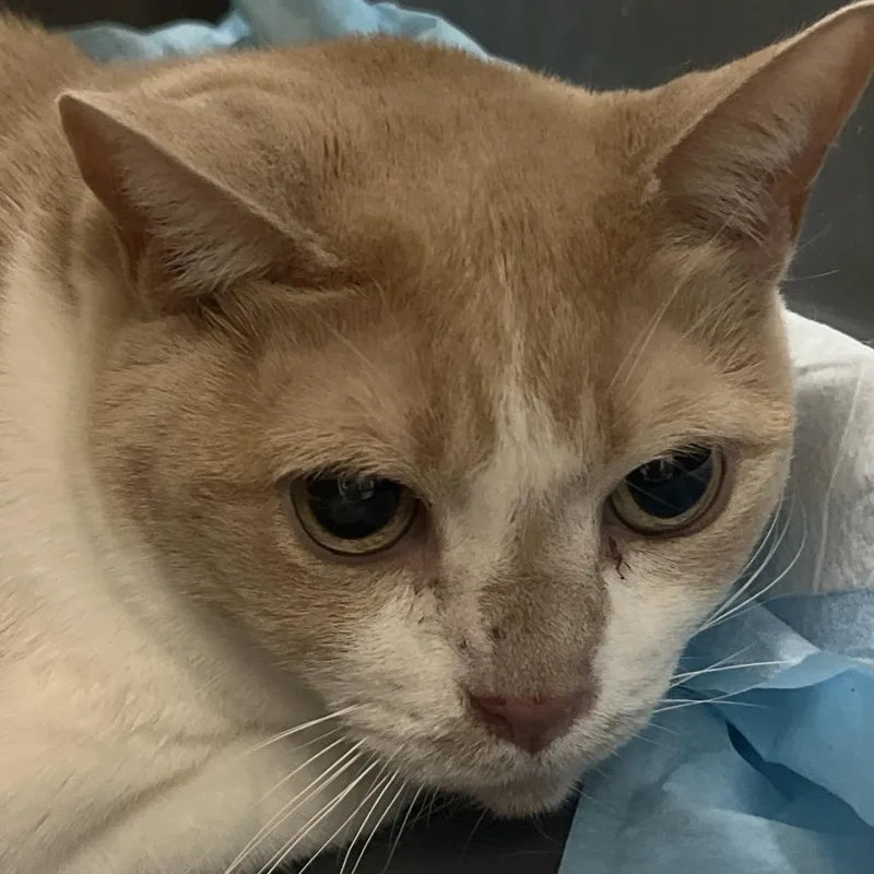 A senior extra large-sized female Orange / Red Domestic Short Hair cat named Loretta for adoption in Yuma, AZ