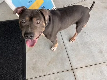 Constable Corndog thumbnail 2