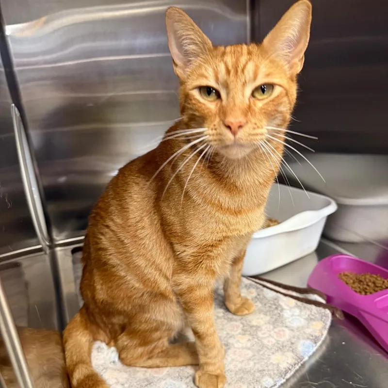 An adult large-sized male Domestic Short Hair cat named Hashbrown for adoption in Spokane, WA