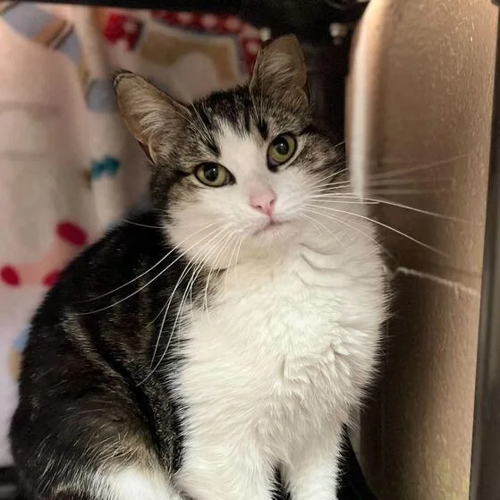 A young medium-sized female White Domestic Short Hair cat named Lottie for adoption in Owosso, MI