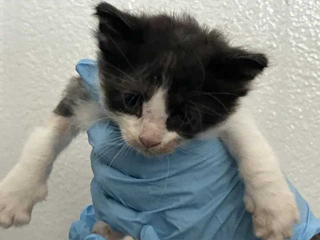 A baby small-sized male Domestic Short Hair cat named Bam Bam for adoption in San Bernardino, CA
