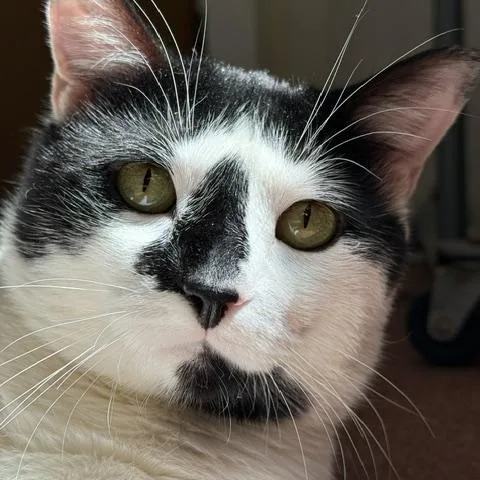 An adult medium-sized male Black & White / Tuxedo Domestic Short Hair cat named Fester for adoption in Saranac Lake, NY