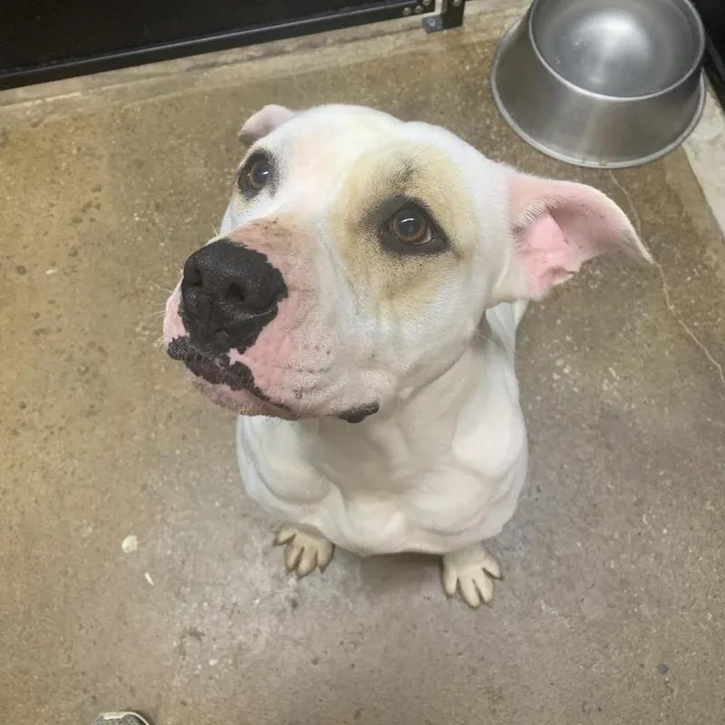 An adult medium-sized female White / Cream American Bulldog dog named Artemis for adoption in Hartsville , TN
