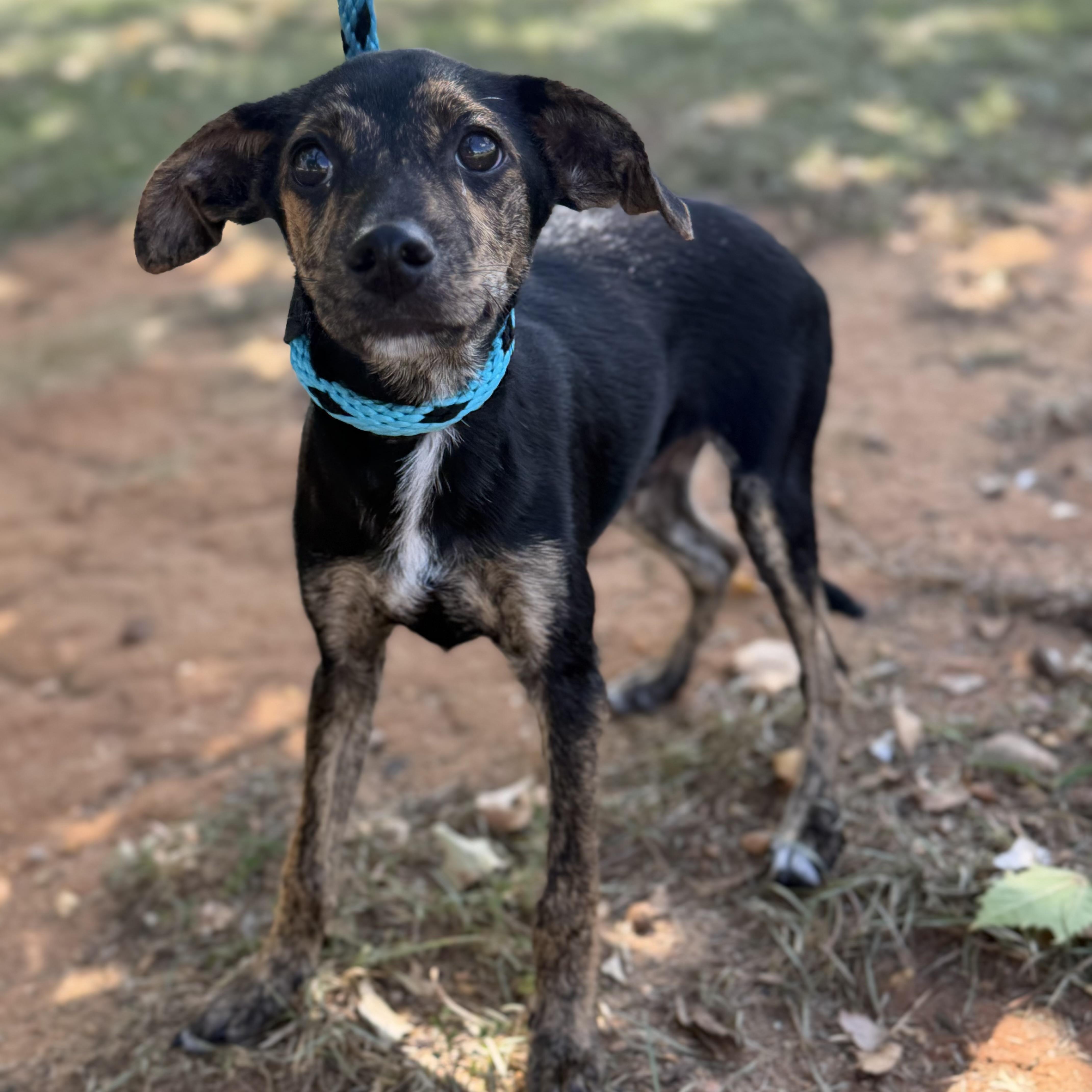 A baby medium-sized male Black Mixed Breed dog named Diesel for adoption in Columbia, SC