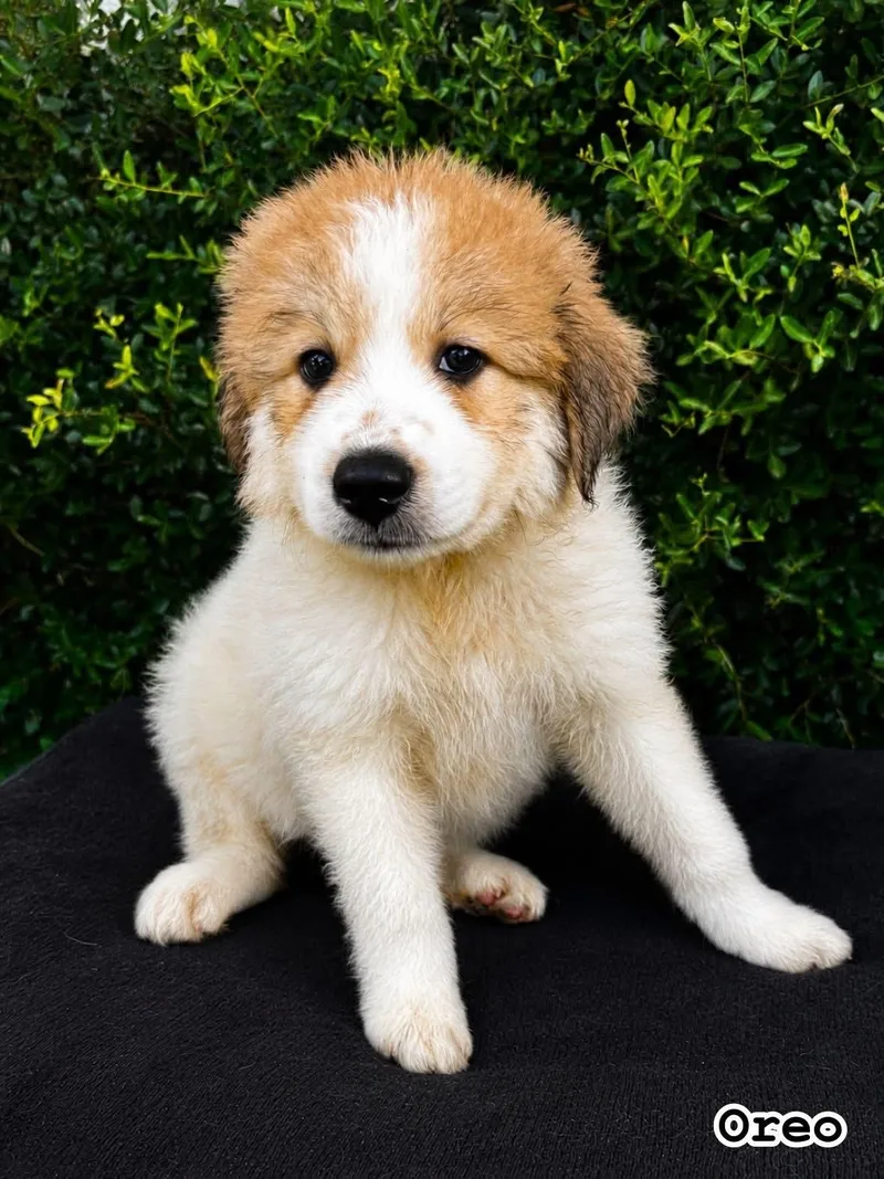 A baby medium-sized male Great Pyrenees dog named Oreo  Dessert Litter for adoption in University Place, WA