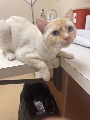 A young medium-sized male Domestic Short Hair cat named Zathras for adoption in Longmont, CO