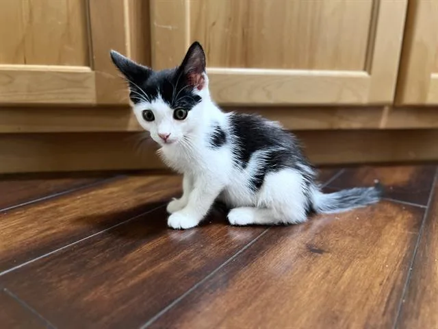 A baby small-sized male Domestic Short Hair cat named Mochi for adoption in Santa Clara, CA