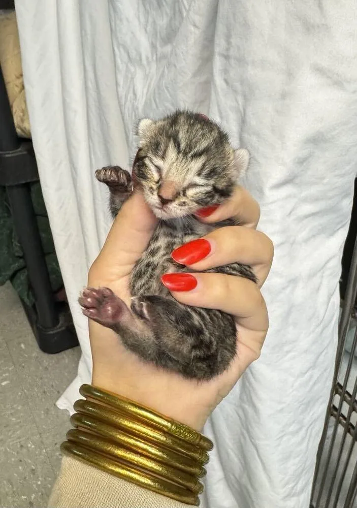 A baby small-sized male Brown / Chocolate Domestic Short Hair cat named Fax Machine for adoption in Statesboro, GA