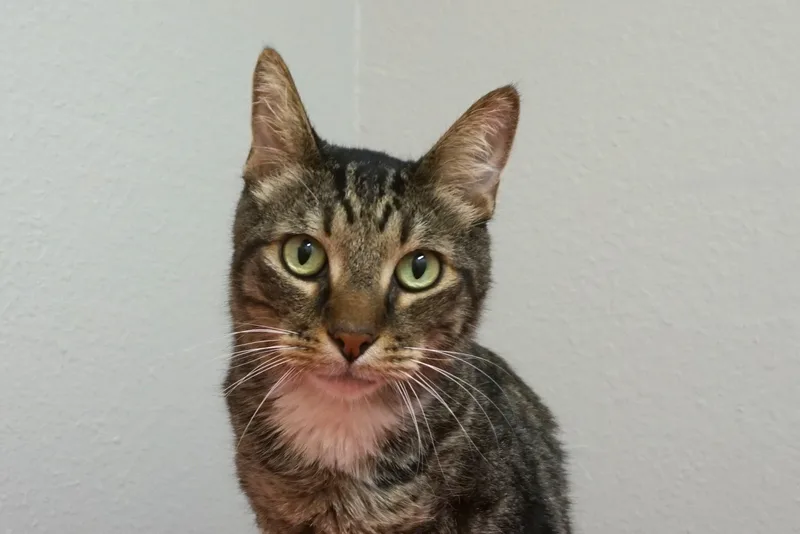 An adult medium-sized male Domestic Short Hair cat named Peter II for adoption in Fountain Hills, AZ