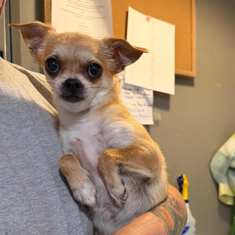 An adult small-sized female Yellow / Tan / Blond / Fawn Chihuahua dog named Gina for adoption in Fredericksburg, VA