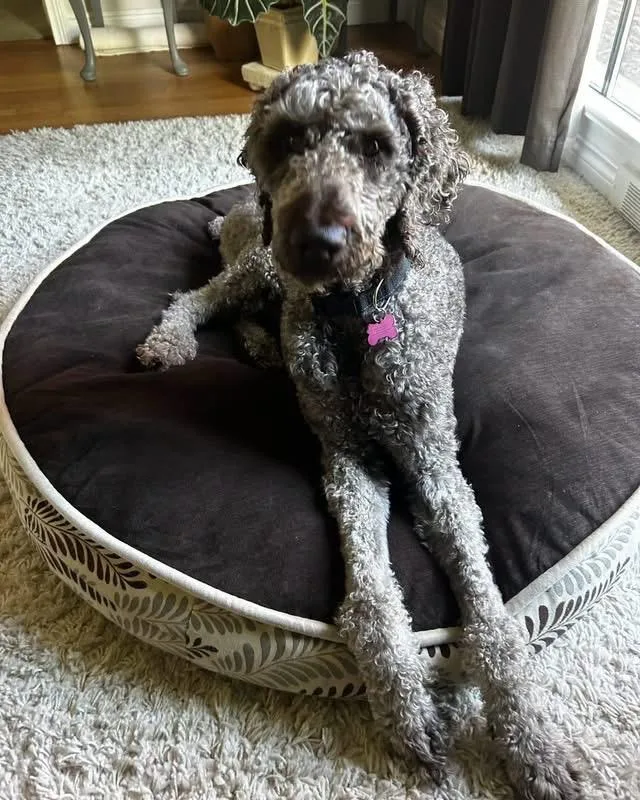 A young large-sized male Poodle dog named Ringo for adoption in West Bloomfield, MI