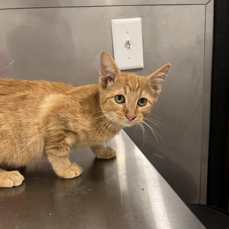 A baby small-sized male Orange / Red Domestic Short Hair cat named Romeo for adoption in Washburn, MO