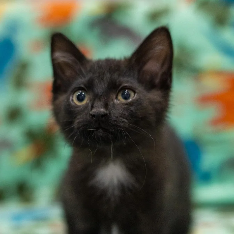 A baby small-sized male Black Domestic Medium Hair cat named Lester for adoption in Chaska, MN