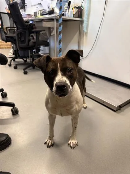 An adult medium-sized female Mixed Breed dog named Patches for adoption in West Chester, PA