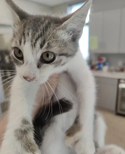 A young medium-sized male Domestic Short Hair cat named Hopper for adoption in Lafayette, IN