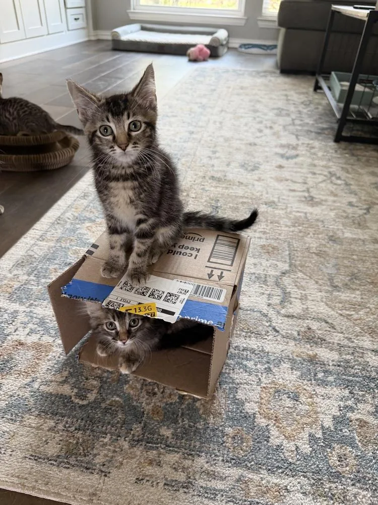 A baby small-sized male Domestic Short Hair cat named Marseille for adoption in Dallas, TX