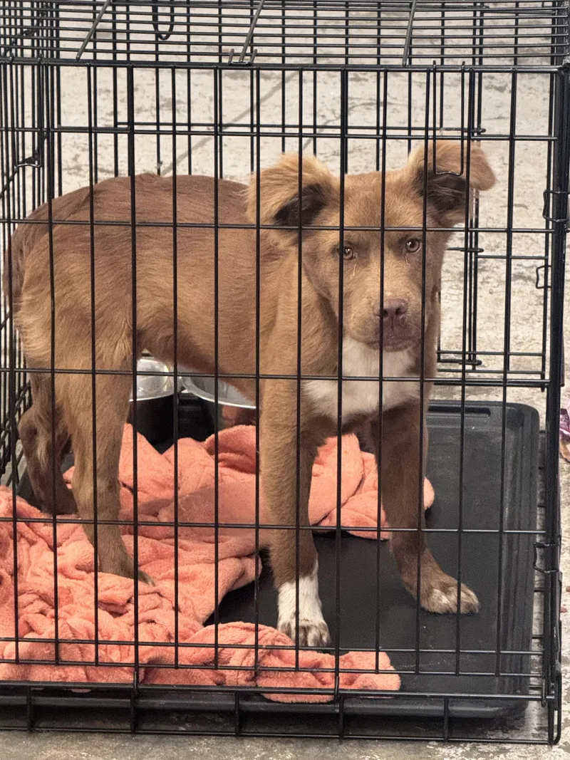 A young small-sized male Mixed Breed dog named Red for adoption in Elizabethtown, NC