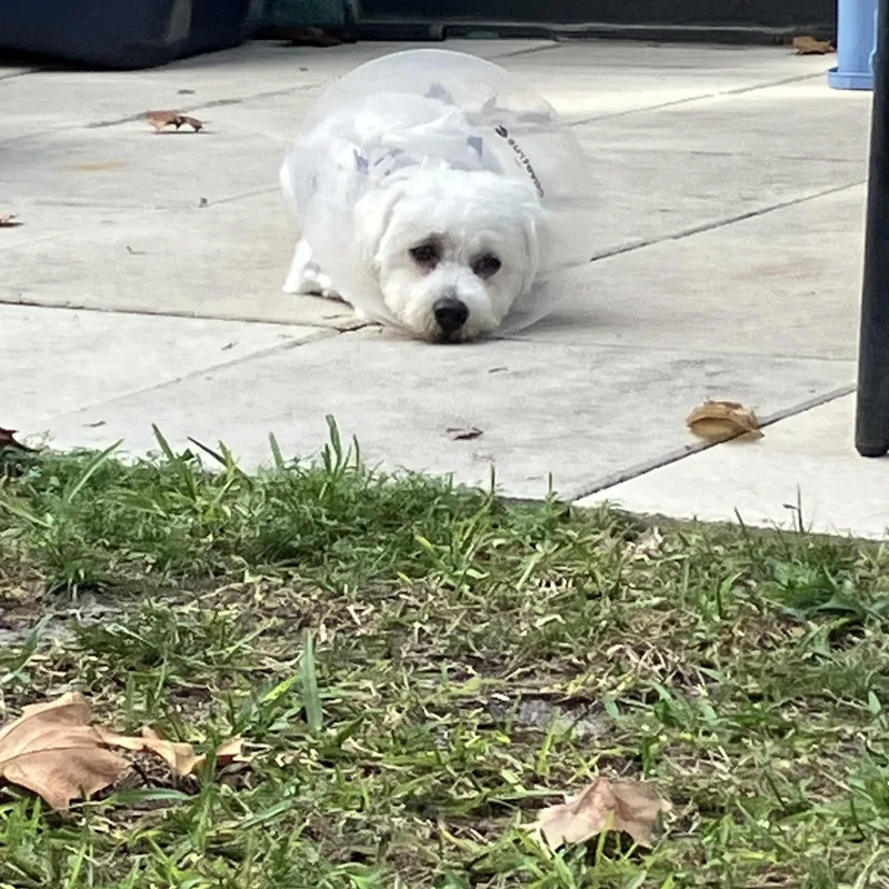 A young small-sized male White / Cream Bichon Frise dog named Winter for adoption in Bradenton, FL