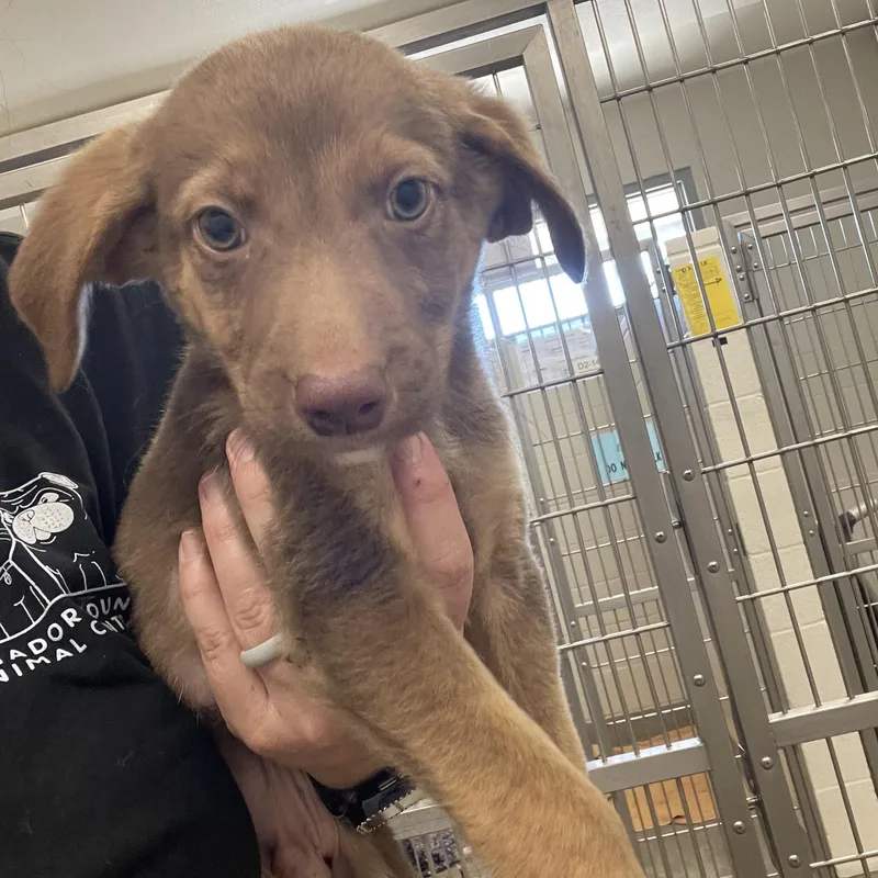A baby medium-sized male Yellow / Tan / Blond / Fawn Border Collie dog named Doc Holiday for adoption in Sonora, CA