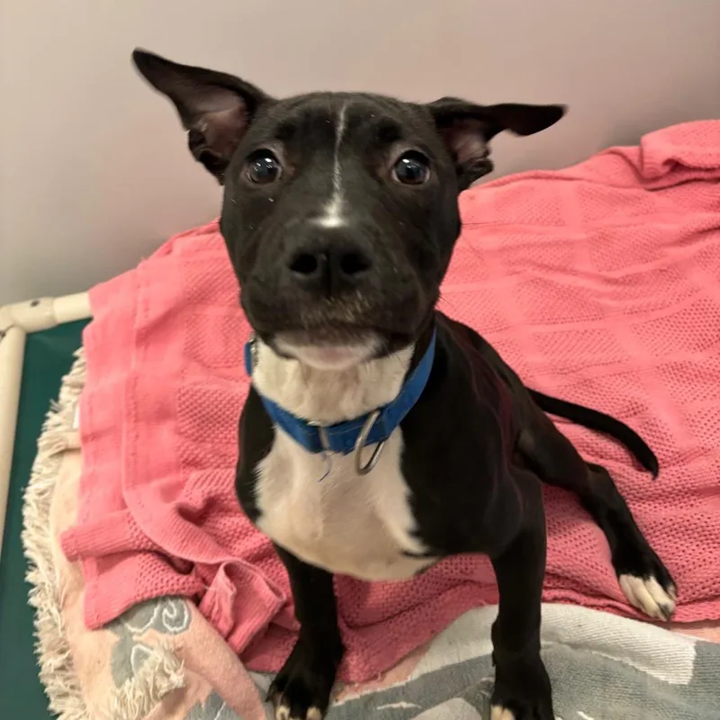 A baby medium-sized male Black Mixed Breed dog named Rudolph for adoption in Washington Township, OH