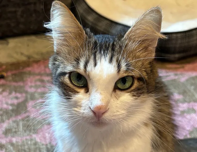 London And Carey thumbnail 2