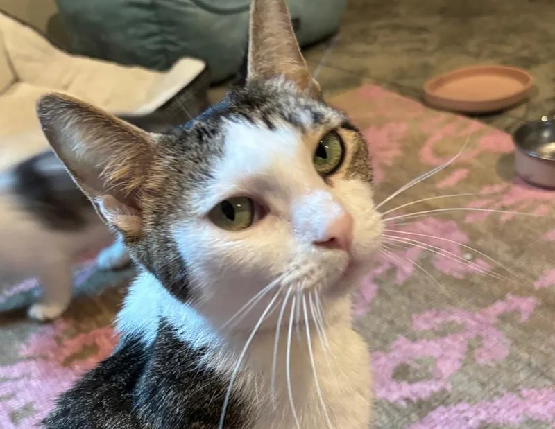 London And Carey thumbnail 3