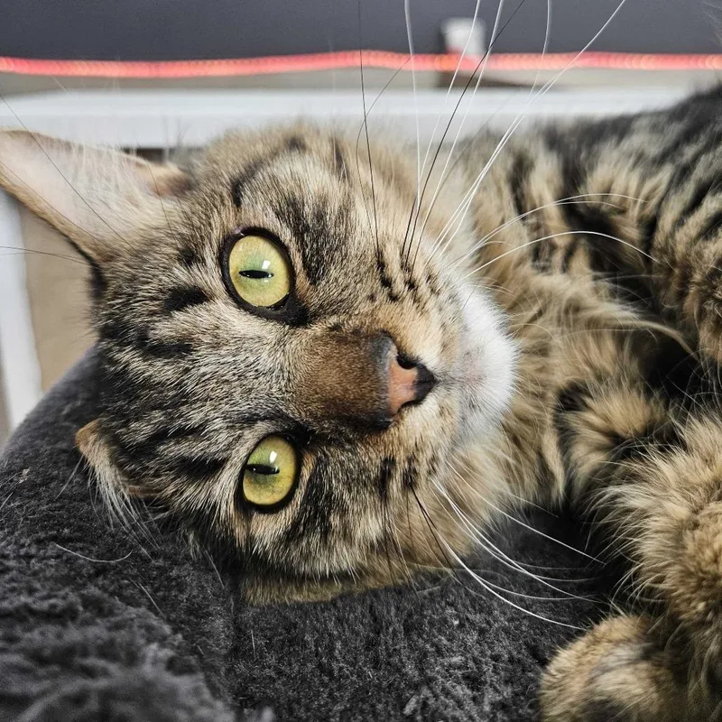 An adult small-sized male Brown / Chocolate Domestic Medium Hair cat named Fire Lord Ozai for adoption in Las Vegas, NV