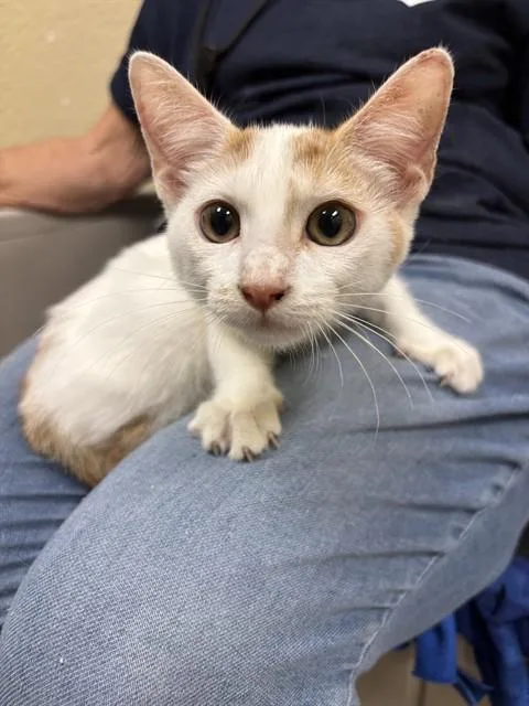 A baby small-sized female Domestic Short Hair cat named Sunshine for adoption in Fort Myers, FL