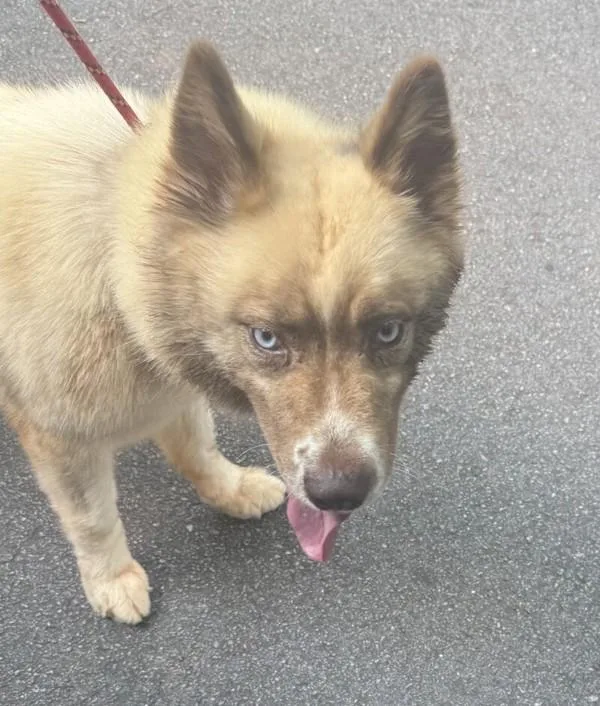 An adult large-sized female Siberian Husky dog named Ic for adoption in Lawrenceville, GA