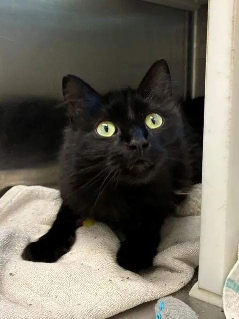 An adult medium-sized female Domestic Long Hair cat named Diamond for adoption in Brighton, CO