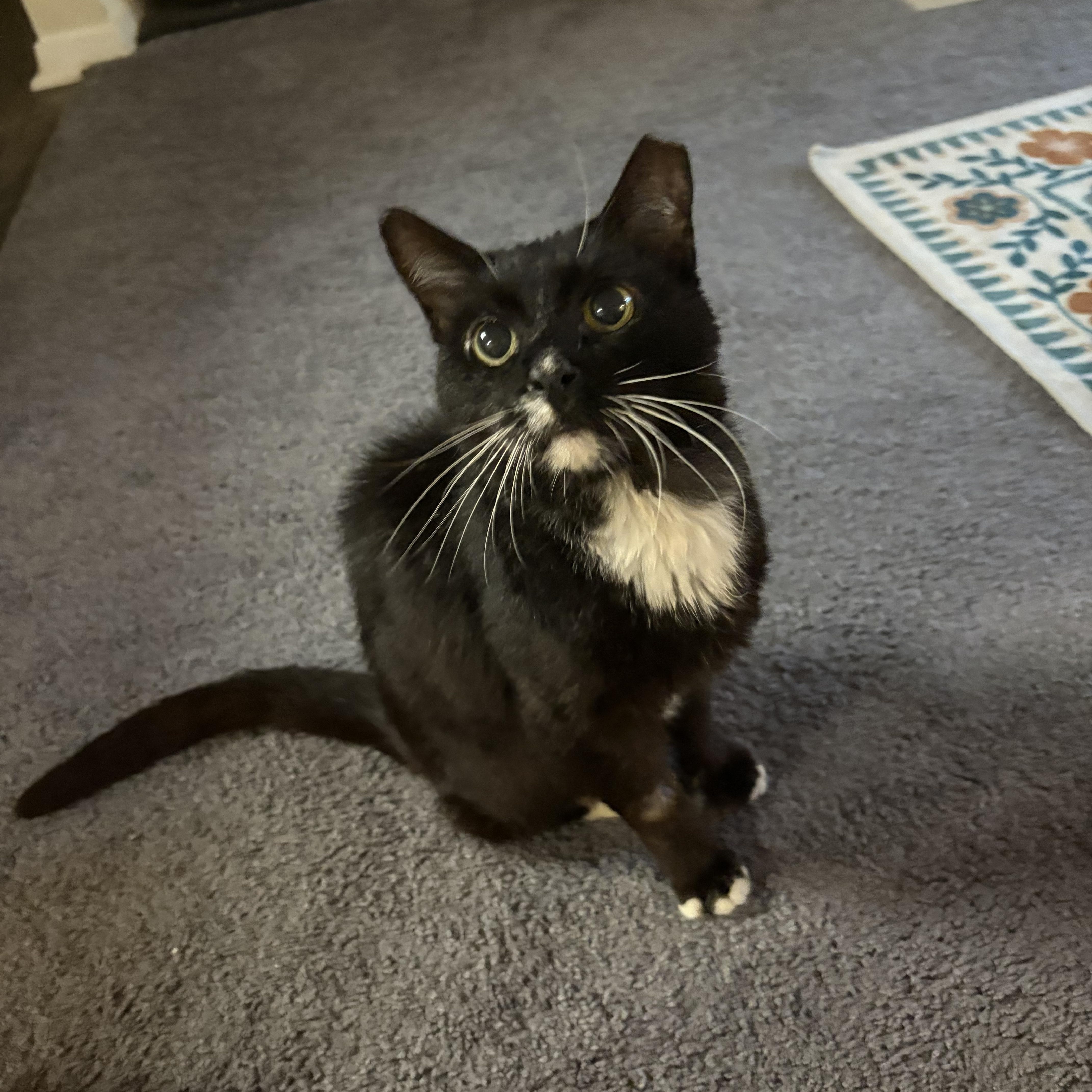 An adult medium-sized male Black & White / Tuxedo Domestic Short Hair cat named Clovis for adoption in Avondale Estates, GA