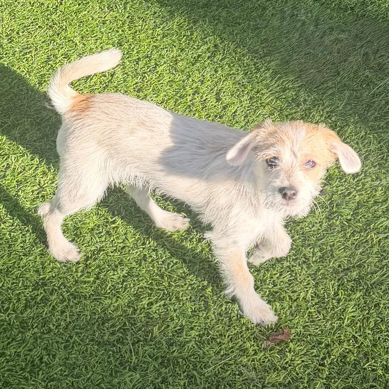 A baby small-sized female White / Cream Chihuahua dog named Blythe for adoption in Las Vegas, NV
