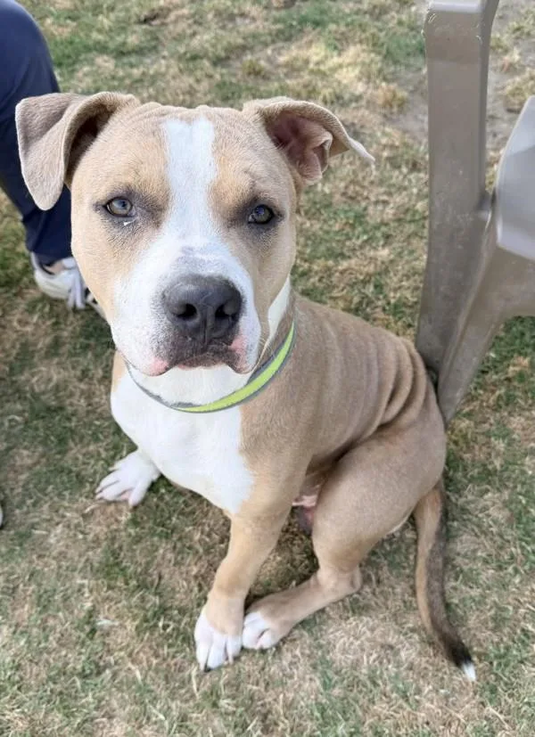 A young large-sized male American Staffordshire Terrier dog named Gator for adoption in Tulare, CA